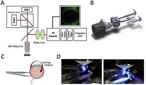 Figure 1 From Intravital Multiphoton Microscopic Imaging Platform For Ocular Surface Imaging