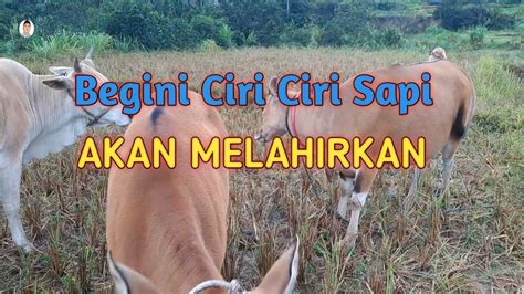 Ciri Ciri Sapi Bali Akan Melahirkan Satu Minggu Youtube