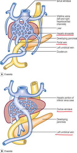 Development Of Artery And Vein Flashcards Quizlet