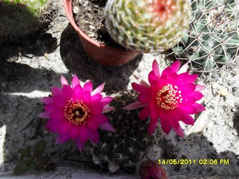 Polinización De Flores De Cactus