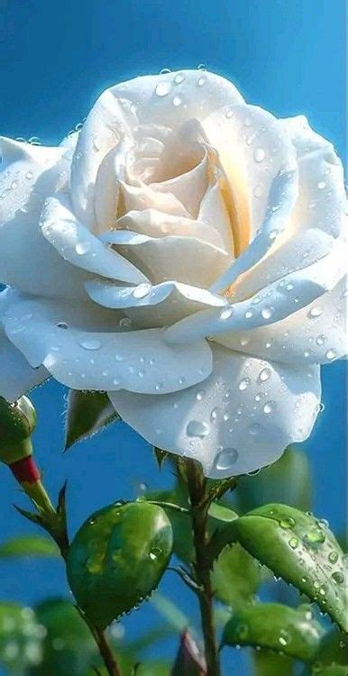 A White Rose With Water Droplets On It