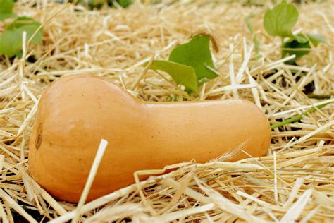 How To Grow Care For Butternut Squash