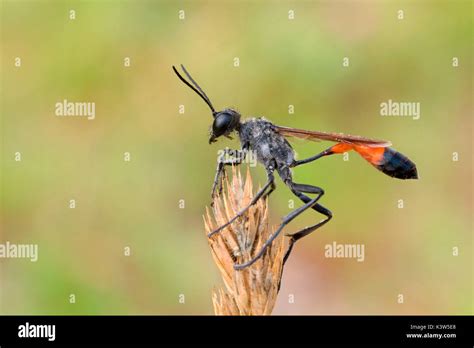 Pon On Francia Hi Res Stock Photography And Images Alamy