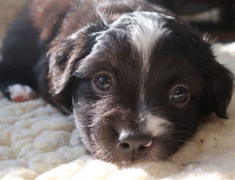 Tiny Toy Aussie Pups For Sale Rl Valley Ranch Aussies