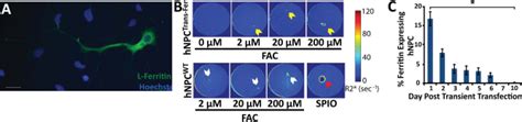 Transient ferritin expression in human neural progenitor cells ... 