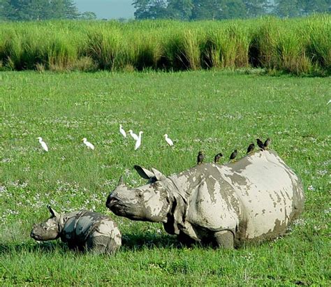 The One-Horned Rhino - The Pride Of Kaziranga - Blog Assam