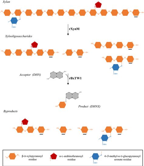 Enzymatic Cascade For One Pot Synthesis Of DHNX From Xylan And DHN The