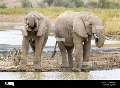 Two African Elephant Loxodonta Africana Bull Drinking Water From Lake Masek Ngorongoro