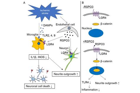 A Potential Pathway To Improved Stroke Recovery