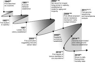 The Use Of Non Traditional Models In The Study Of Cancer Resistancethe