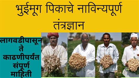 भुईमूग लागवड Groundnut Cultivation वाणाची निवड खत तन कीड रोग पाणी यांचे व्यवस्थापन व