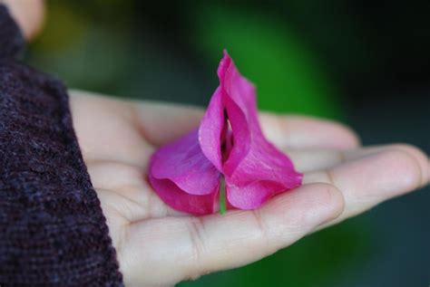 Premium Photo Cropped Hand Of Person Holding Pink Flower