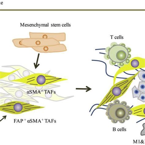 Crosstalk Between Tumor Associated Fibroblasts TAFs And Immune Cells