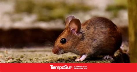 Confirmaron Una Nueva Muerte Por Un Caso De Hantavirus En La Patagonia