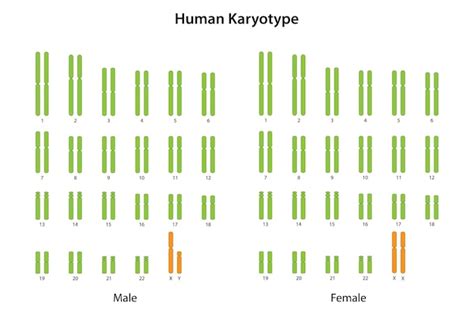 Premium Vector | Human karyotype male and female