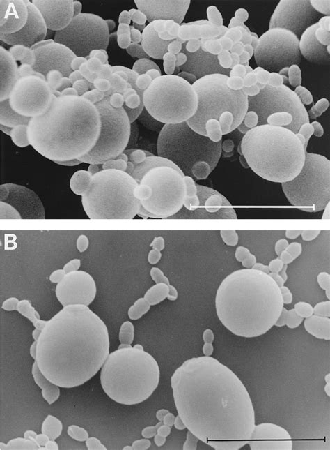 Scanning Electron Micrographs Of C Albicans Atcc 10261 Coaggregating