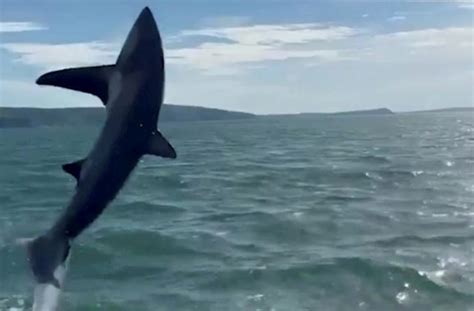 Rare thresher shark captured jumping from ocean off…