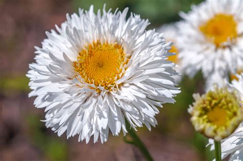 How to Grow and Care for the Shasta Daisy