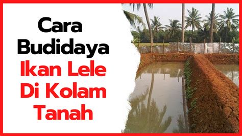 Cara Budidaya Ikan Lele Di Kolam Tanah Dan Tips Pemeliharaannya