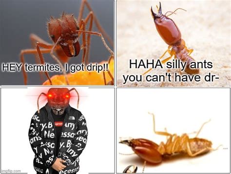 Ant meme of the week : r/ants