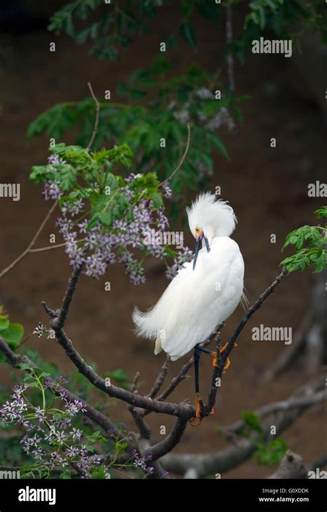 Snowy egret breeding plumage hi-res stock photography and images - Alamy