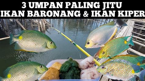 Tiga Umpan Terjitu Mancing Ikan Baronang Dan Ikan Kiper Youtube