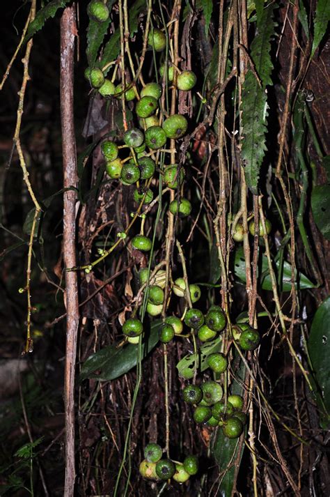 Ficus Botryocarpa Moraceae Image At Phytoimages Siu Edu