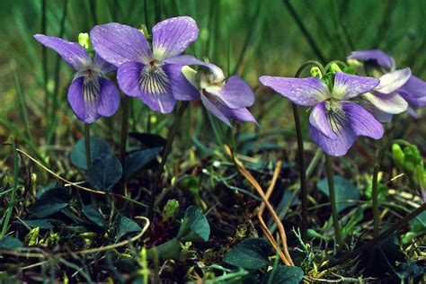 Viola Canina Violaceae Image 199791 At PhytoImages Siu Edu