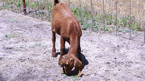 goat eating grass Stock Footage Video (100% Royalty-free) 2574887 ...