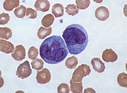 Monocyte - Wikipedia