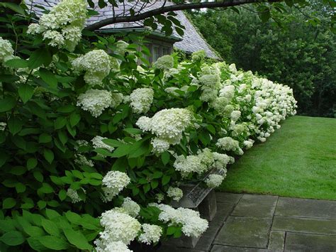 I Love Hydrangeas So Much I Think I Might Try A Hedge Like This In The