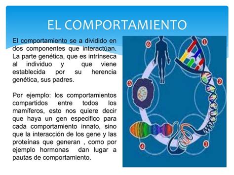 Actividad La Relacion Entre Genetica Y Comportamiento Ppt