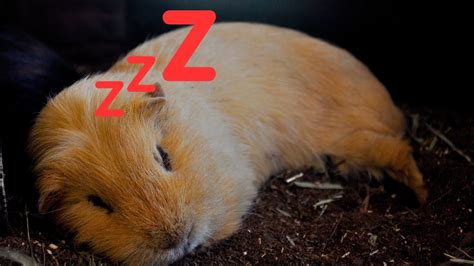 Do Guinea Pigs Have Dreams And Nightmares Exploring Guinea Pig Sleep 💤