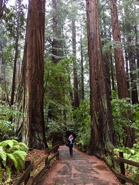 A Day In Muir Woods California