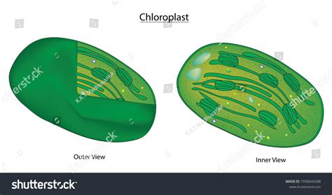 Photosynthesis Chloroplast