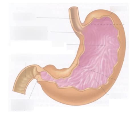 Diagramme de Schéma de l estomac Quizlet