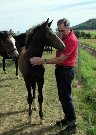 Dunkelbraune Trakehner Stute Tara O Hara Von Saint Cyr U D