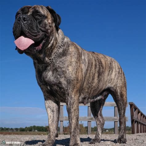 Bullmastiff Color Chart | Coats and Colors