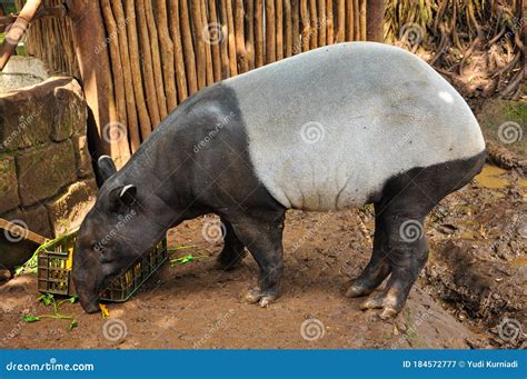 Animal at Bandung Zoo, Behind the Fence in the Zoo, Stock Image - Image of green, posing: 184572777