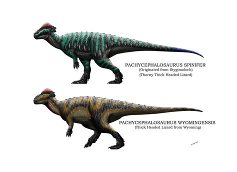 Pachycephalosaurus Sp Profile By Hamish1512201 On Deviantart