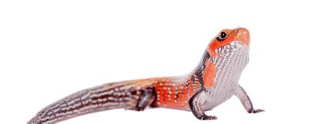 Fire Skink Care Sheet Imperial Reptiles And Exotics