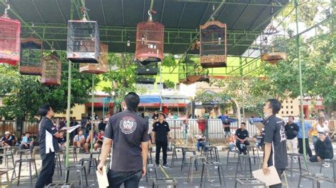 Ratusan Burung Kicau Tampil Memukau Pada Lomba Kicau Nasional Di Kota