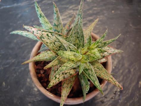 Aloe Pink Blush In The Aloes Database