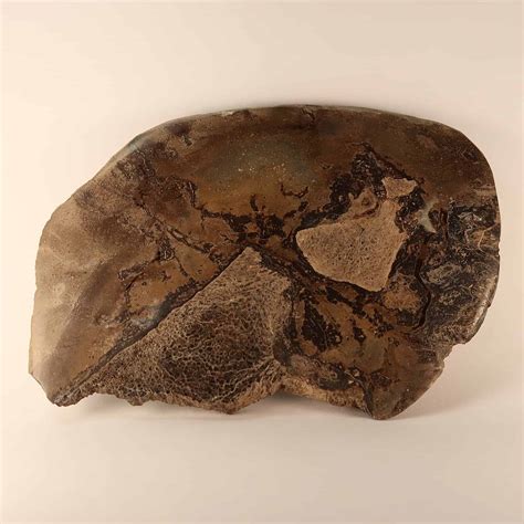 Polished Iguanodon Dinosaur Bone Slices Uk Fossil Shop