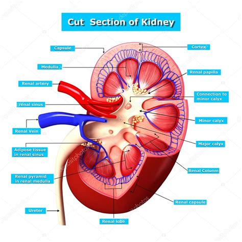 Anatomia da seção de corte do rim Fotografias de Stock pixologic