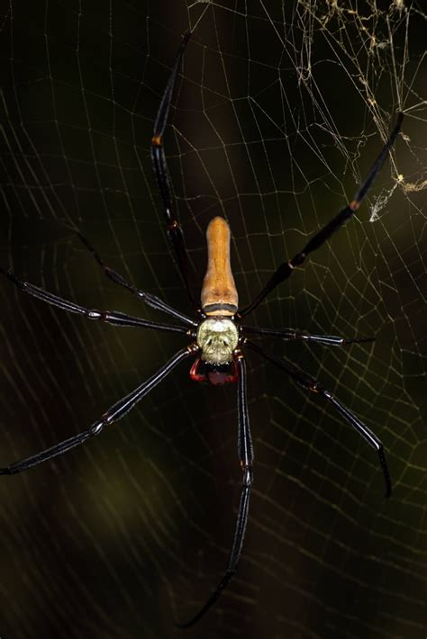 Giant Golden Orbweaver From Bellthorpe Qld Australia On April