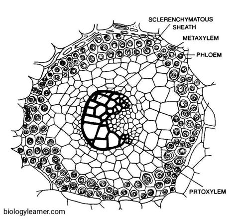 Lycopodium Distribution Structure Reproduction