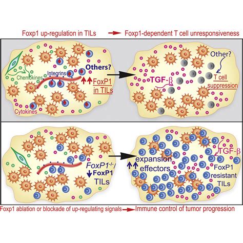 Transforming Growth Factor Mediated Suppression Of Antitumor T Cells