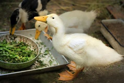 Do Ducks Eat Lettuce The Complete Guide Pets Gal