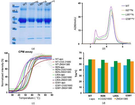 Purification And Thermal Shift Assay Of A 2a Ar Constitutive Active